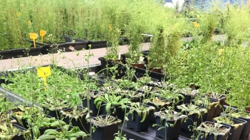 NOTA_Plantas arabidopsis thaliana en el laboratorio del IQF. IQF.jpg